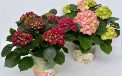 Green Style. De la fraîcheur dans le jardin !