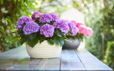 Tabletensia. Mieux qu’un bouquet.