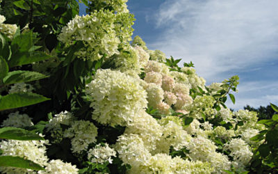 Hydrangea paniculata