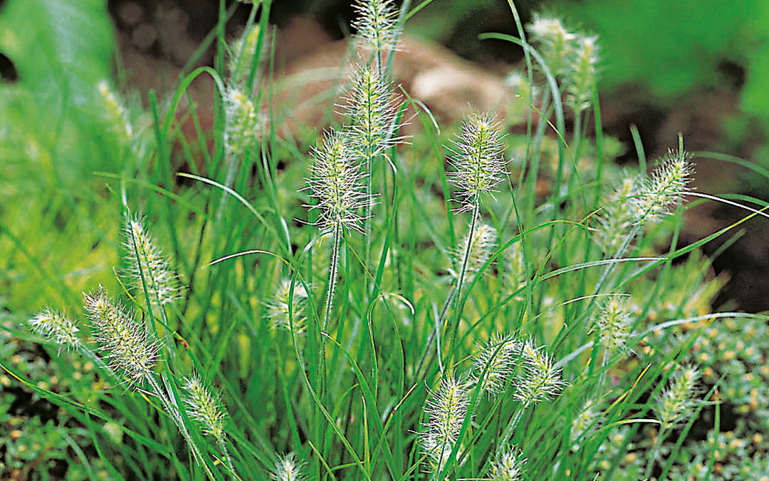 Pennisetum alopecuroides Little Bunny