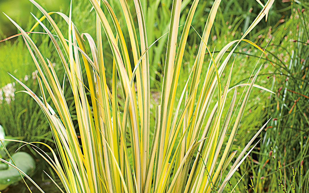 Acorus gramineus Ogon