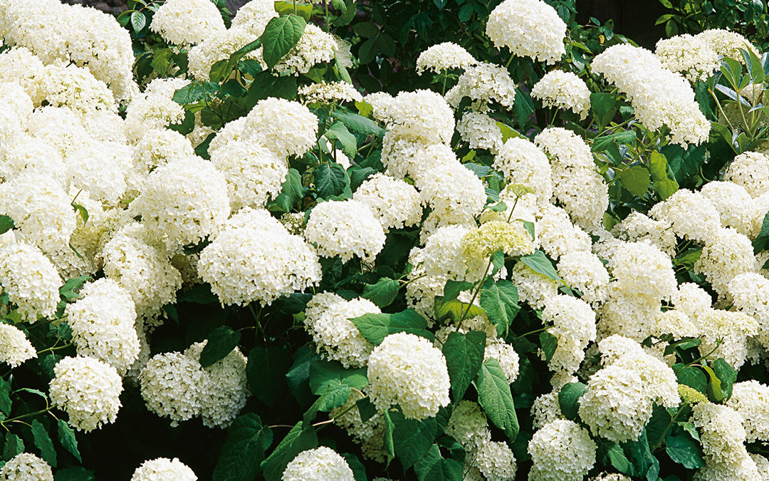 Hydrangea Arborescens Annabelle