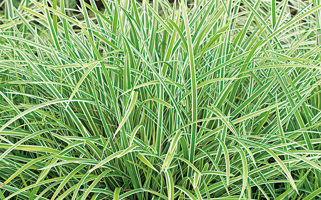 Ficinia truncanta Ice Crystal