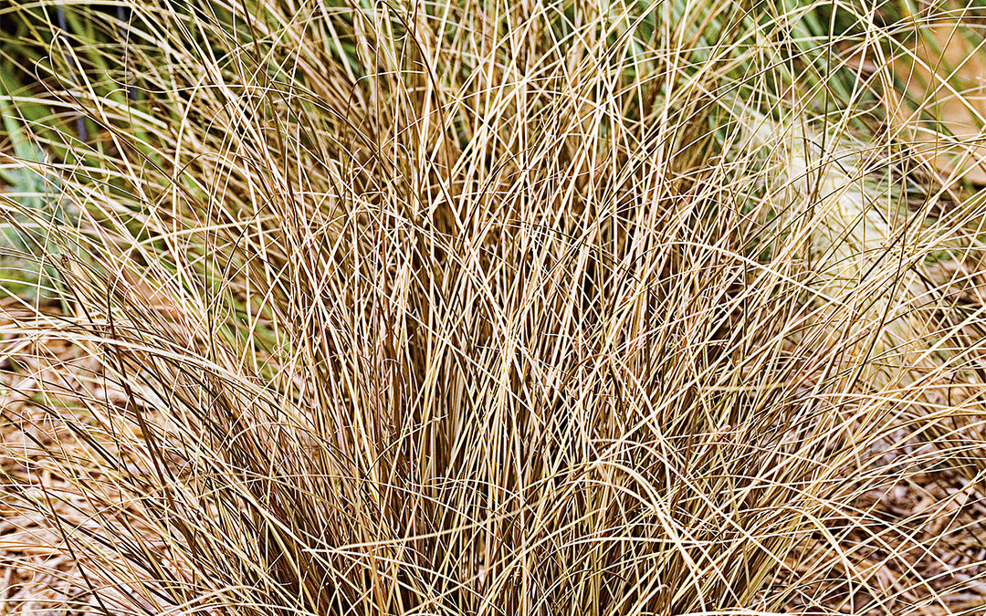 Carex comans Bronce Form