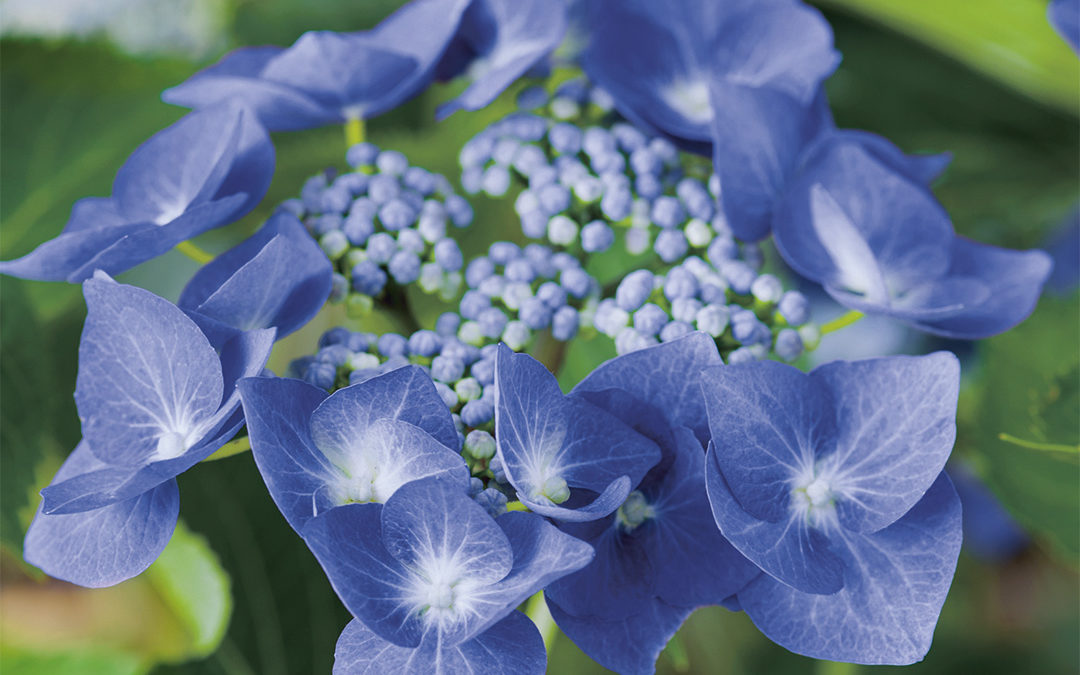Hortensia Blaumeise