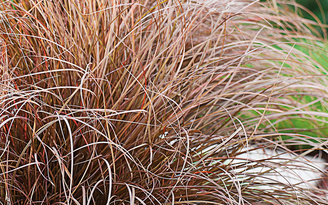 Carex petriei Milk Chocolate