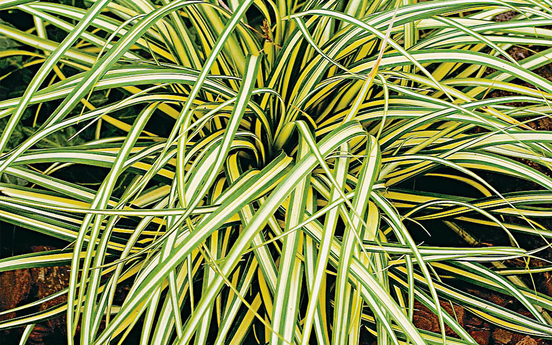 Carex oshimensis Evergold