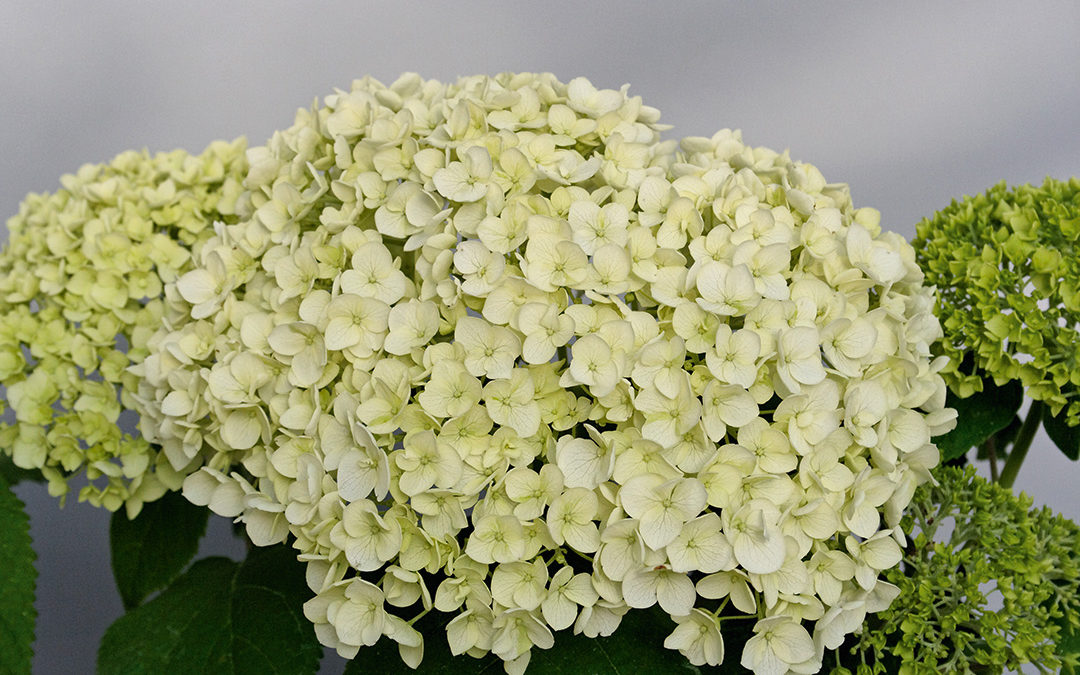 Hydrangea Arborescens Strong Annabelle