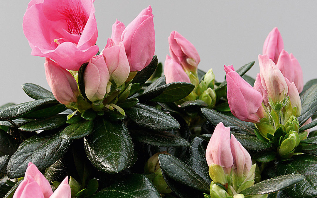 Azalée Michelle Marie