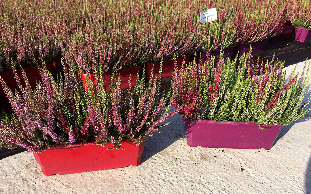 Calluna Trio
