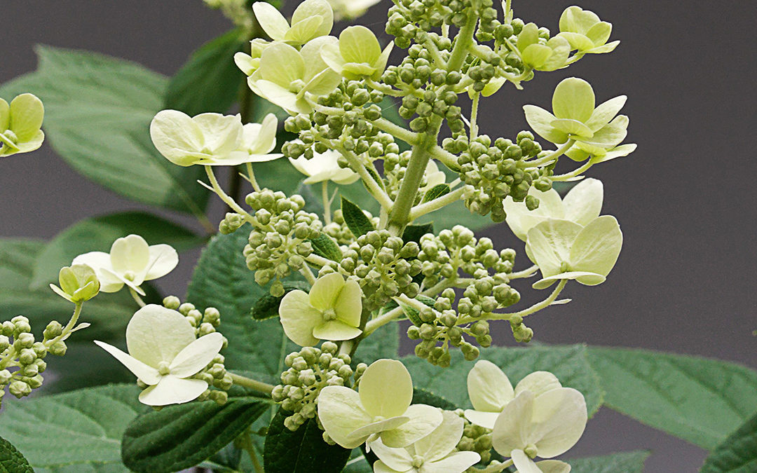 Hydrangea paniculata Bobo