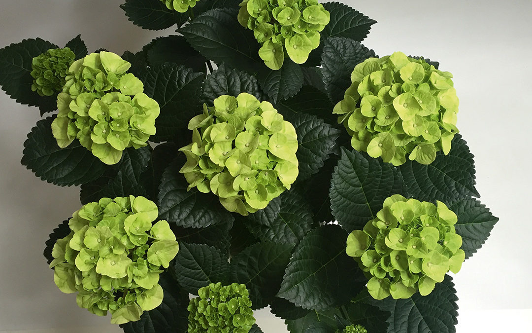 Hortensia Caipirinha