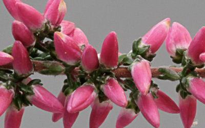 Calluna Garden Girls