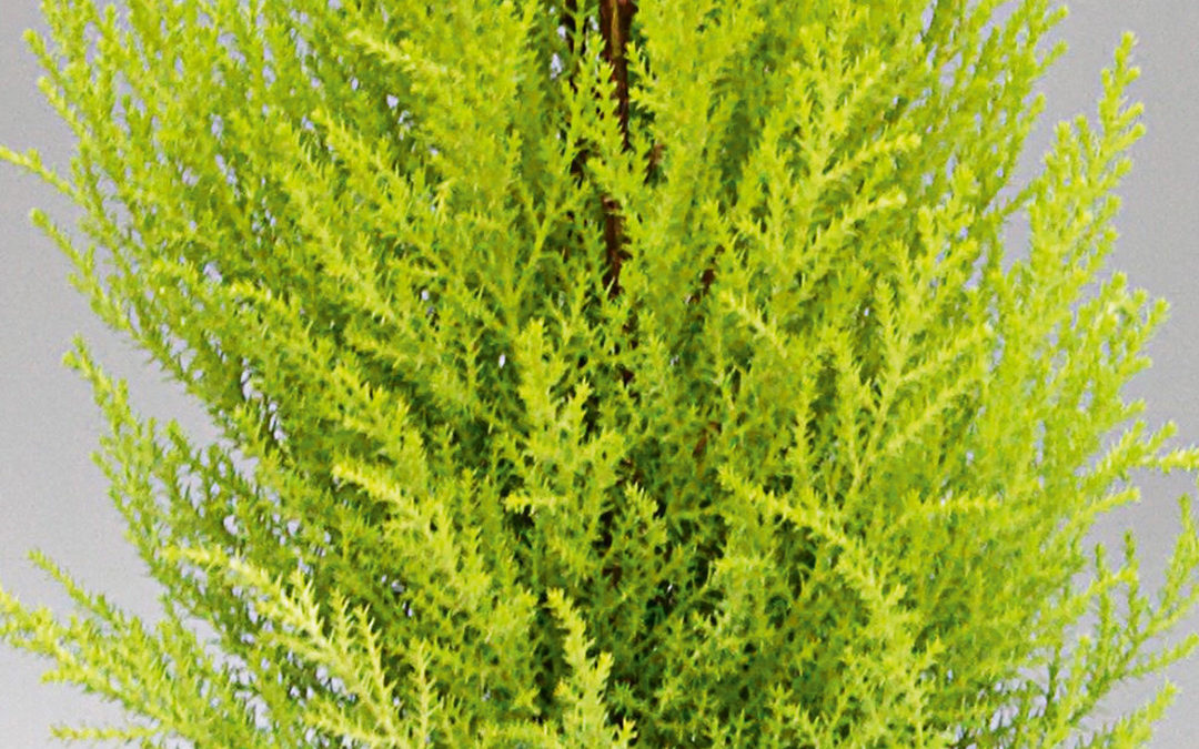 Cupressus macrocarpa Goldcrest ou Wilma