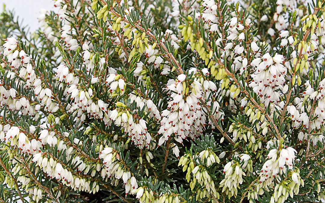 Erica carnea Kramer&rsquo;s Weiss