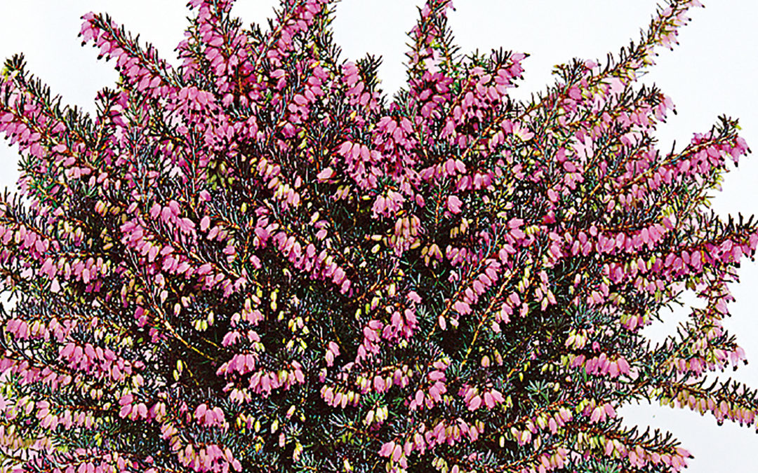 Erica x darleyensis Kramer&rsquo;s Roteⓢ