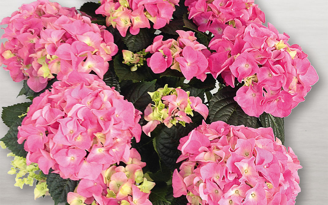 Hortensia Early Rosa