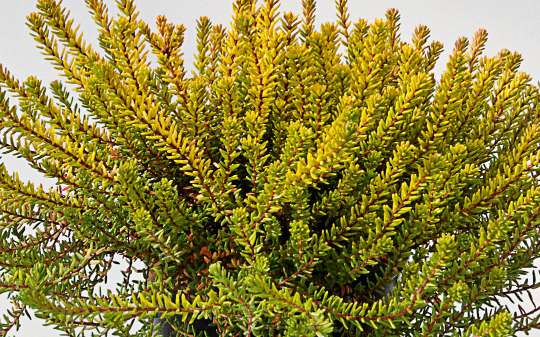 Empetrum nigrum Bernstein – début d&rsquo;hiver