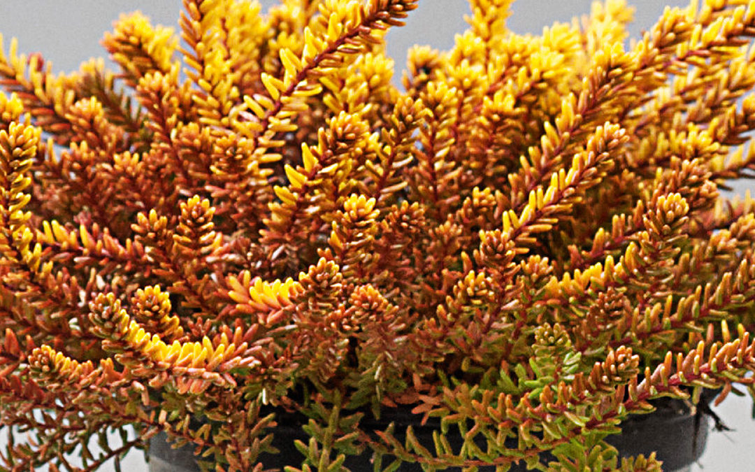 Empetrum Bernstein orange – fin d&rsquo;hiver