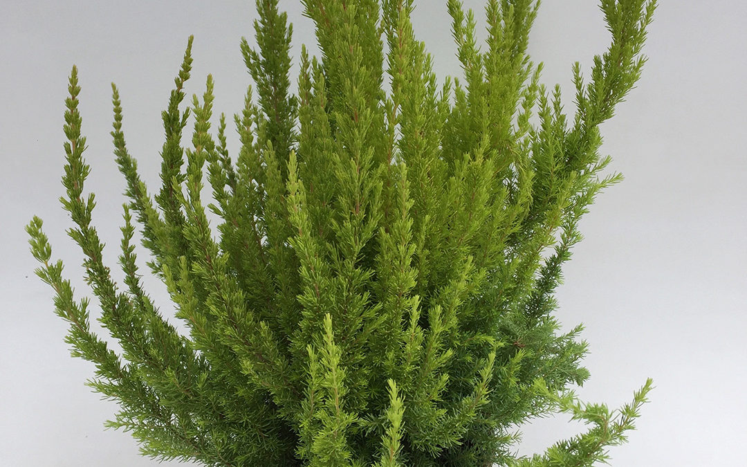 Erica arborea Sunshine
