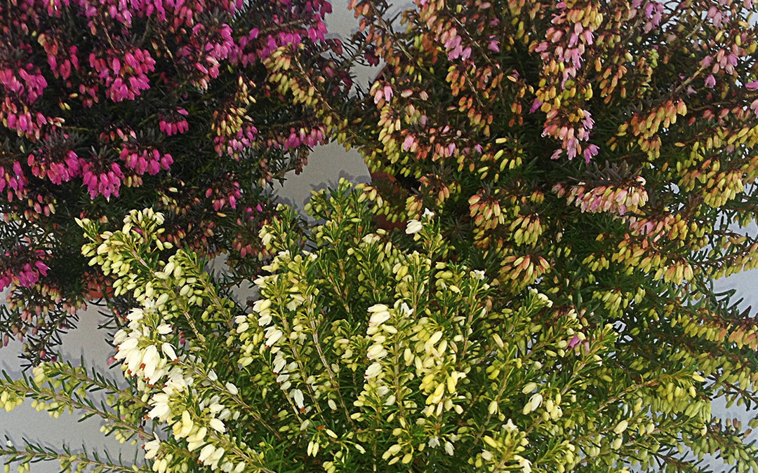 Erica carnea