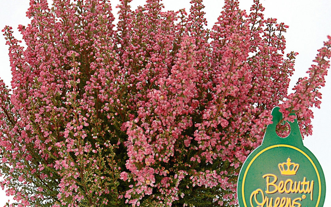 Erica gracilis Beauty Queen