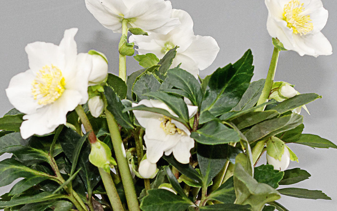 Helleborus Gold Collection Diva
