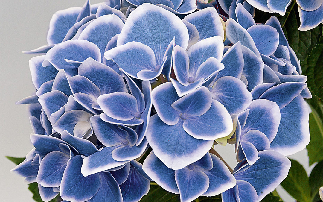 Hortensia Candy Hearts Blue