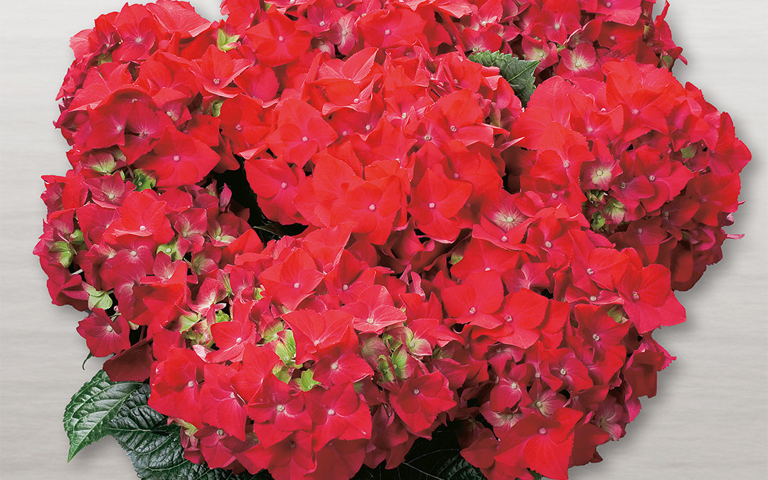 Hortensia Hot Red