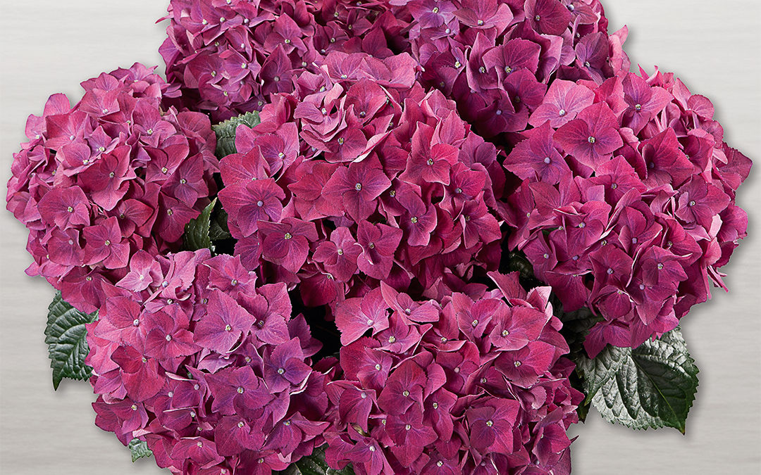 Hortensia Hot Red Lila