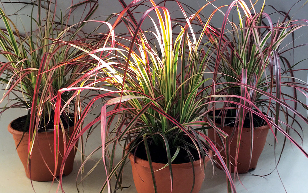 Pennisetum advena Sky Rocket