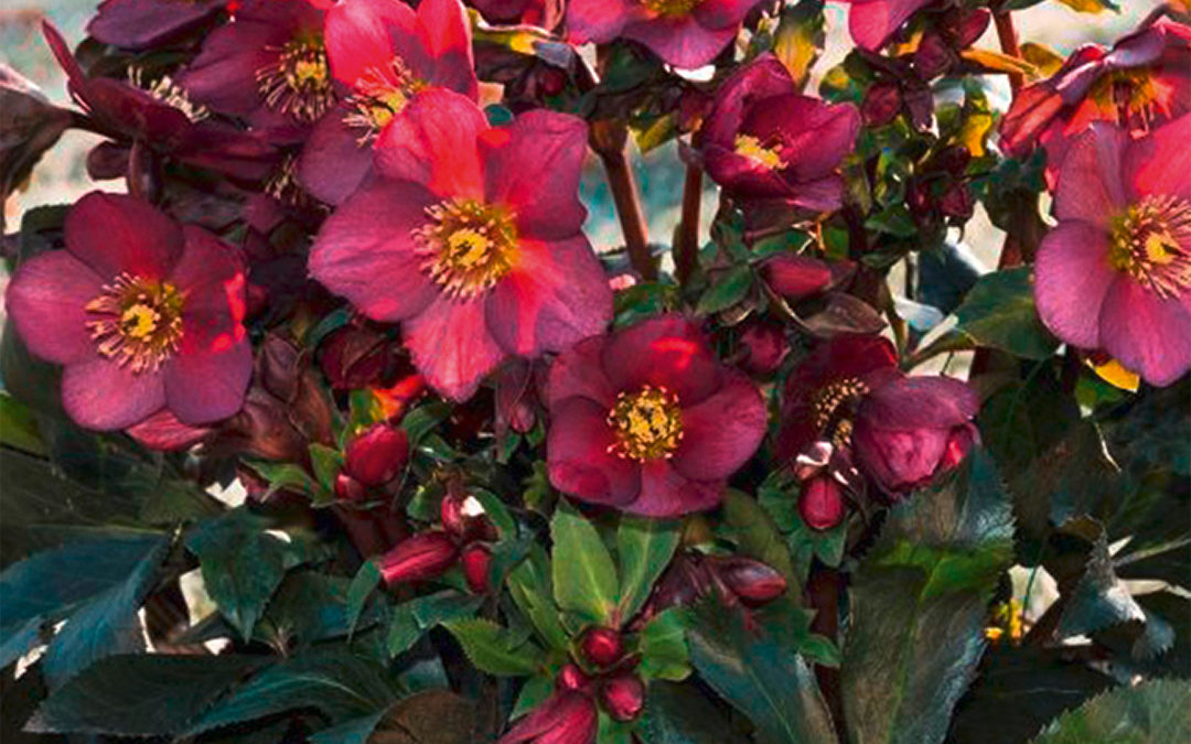 Helleborus HGC Ice N&rsquo;Roses  Red