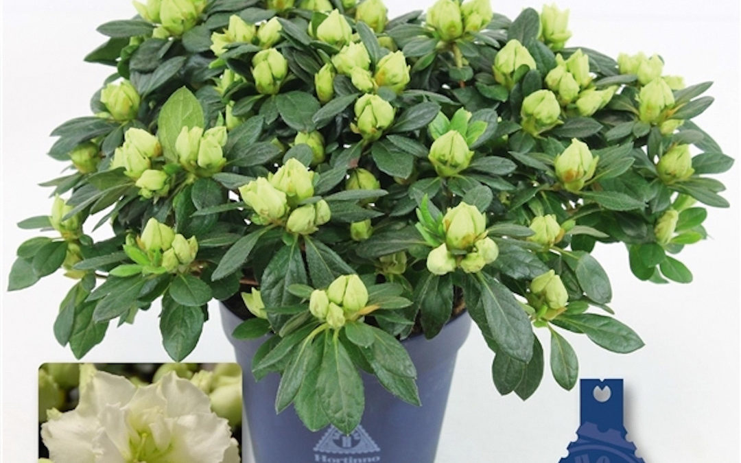 Azalée Christine Lime Green