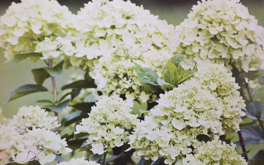 Hydrangea paniculata Little Lime