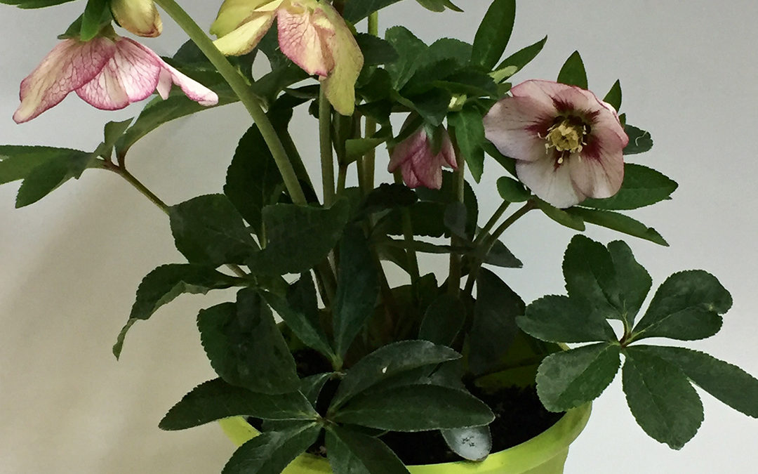 Helleborus orientalis Painted Bunting