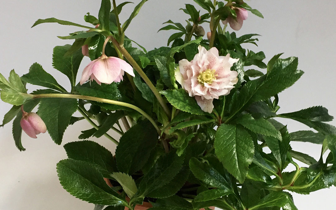 Helleborus orientalis Phoebe