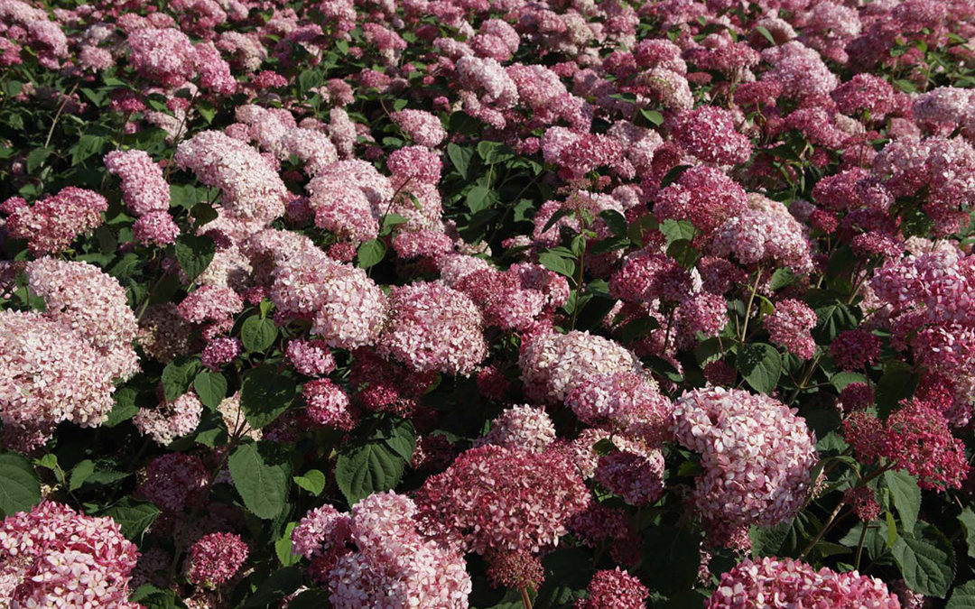 Hydrangea Arborescens Pink Annabelle