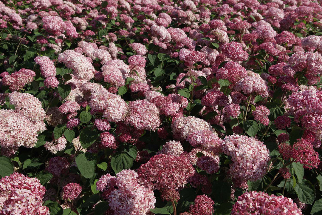 Pink-Annabelle-IMG4365