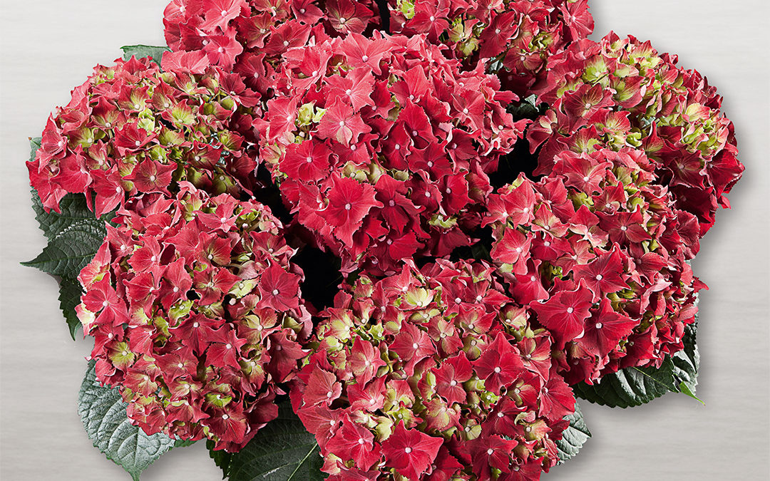 Hortensia Royal Red