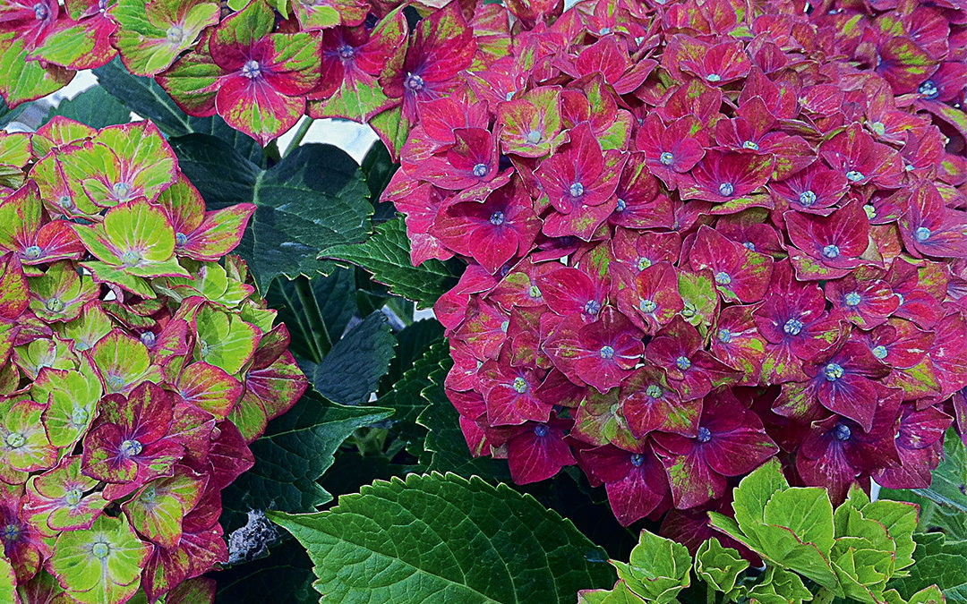 Hortensia Saxon Schloss Wackerbarth