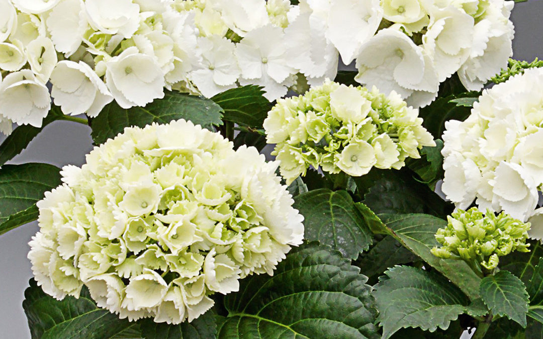 Hortensia Saxon Schneeball