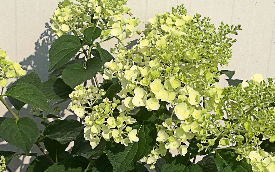 Hydrangea paniculata Sunday Fraise