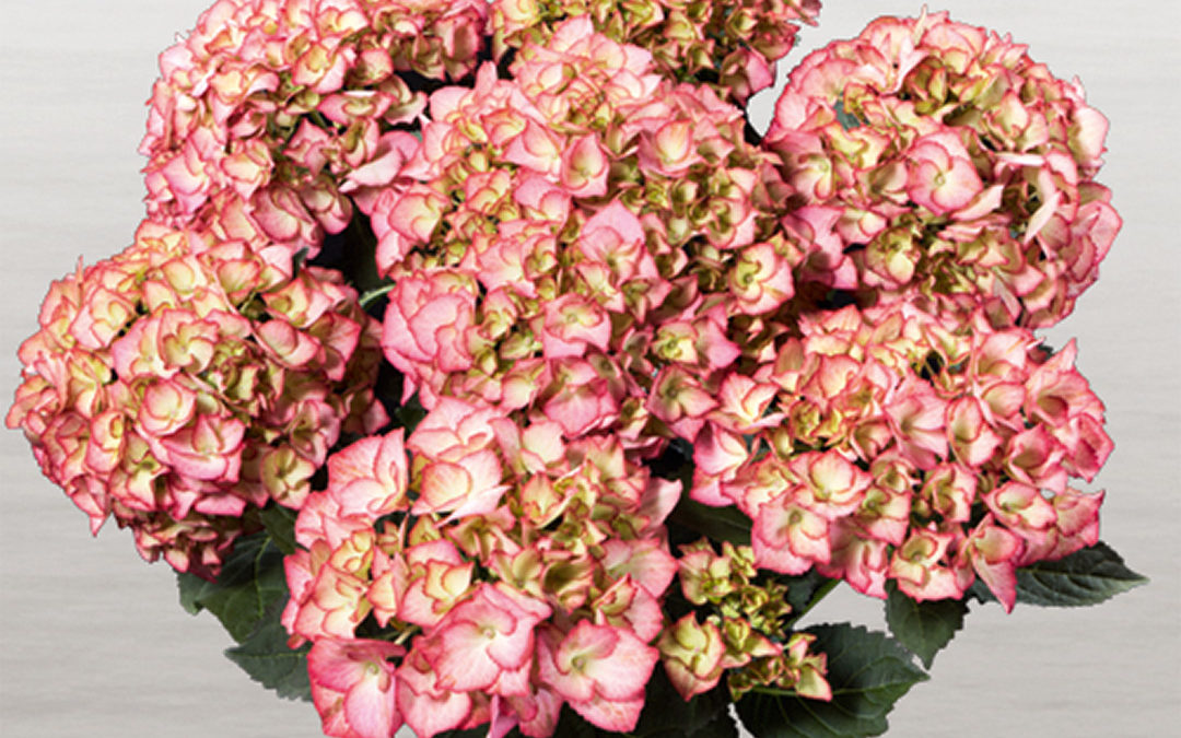 Hortensia Adula Rose