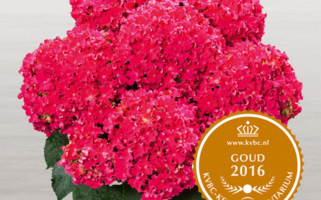 Hortensia Curly Sparkle Red