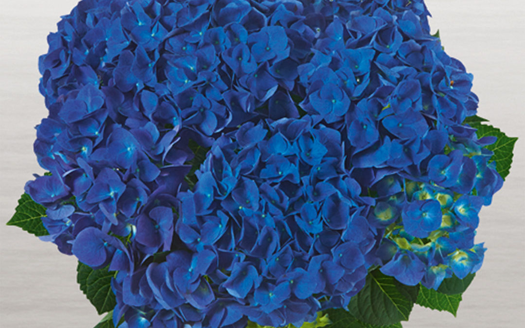 Hortensia Jip Blue