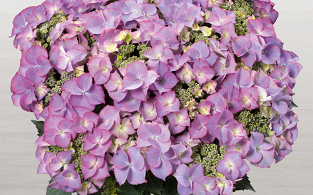Hortensia Tiffany Lila