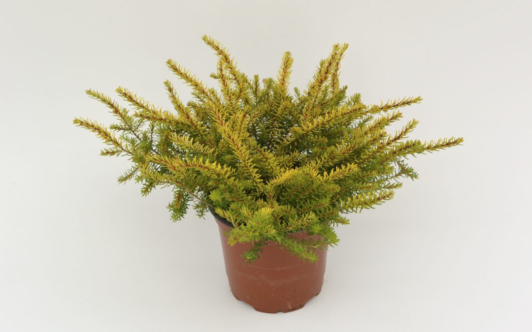 Erica x darleyensis Evaⓢ