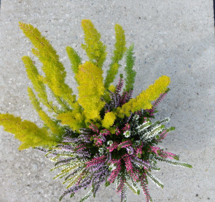 Herbstraum – Mélange d&rsquo;automne pot 13 cm