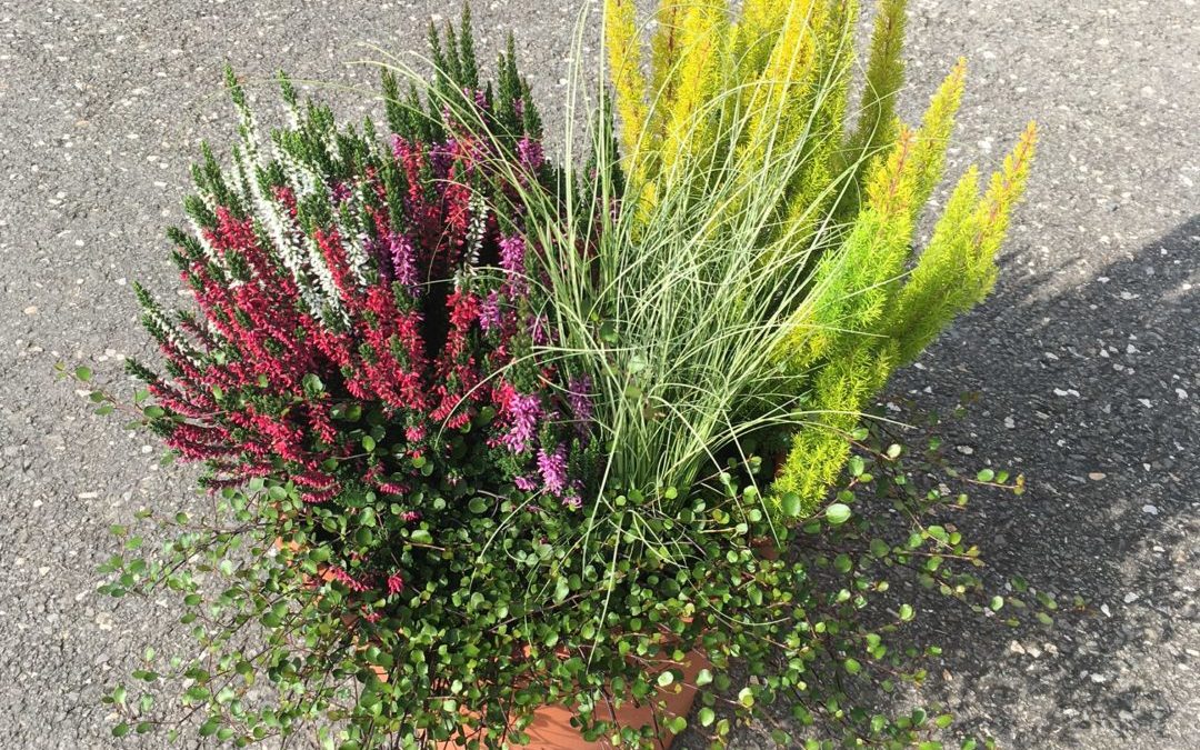 Herbstraum – Mélange d&rsquo;automne pot 19-25 cm