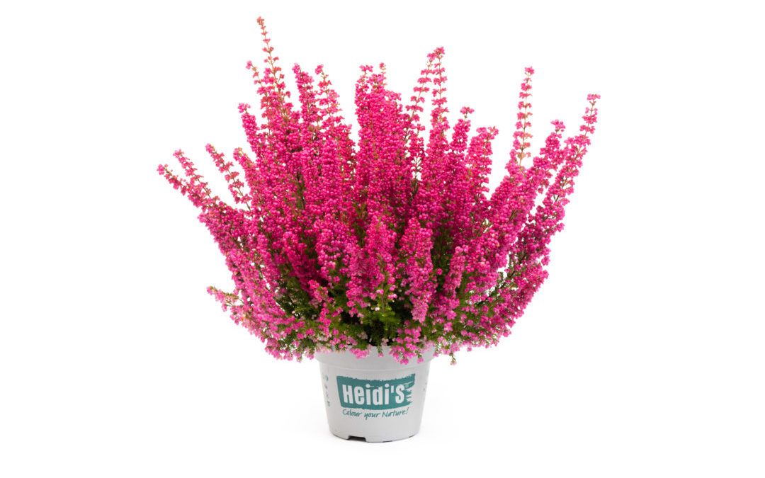 Erica gracilis Heidi&rsquo;s Florentineⓢ